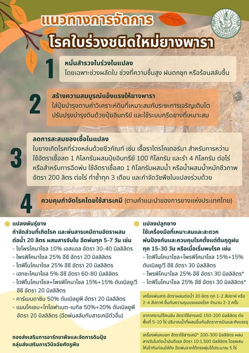 แนวทางการจัดการ โรคใบร่วงชนิดใหม่ยางพารา