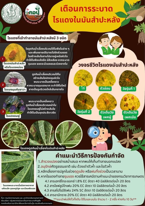 เตือน ‼️‼️ การระบาดไรแดงในมันสำปะหลัง