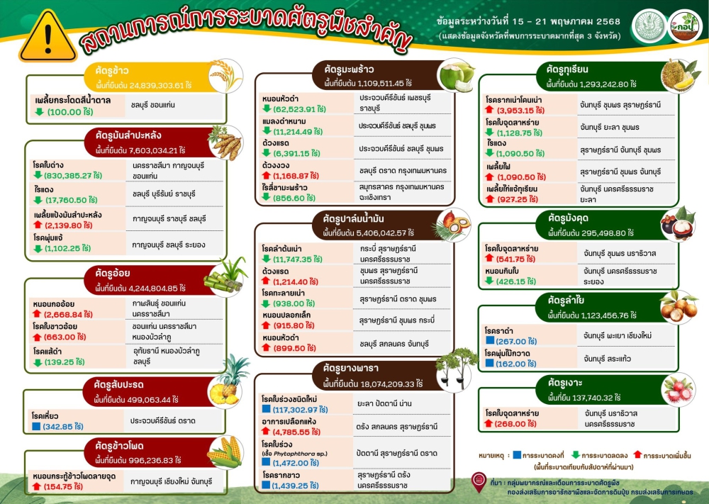 สถานการณ์การระบาดศัตรูพืช ระหว่างวันที่ 15-21 พฤษภาคม 2568