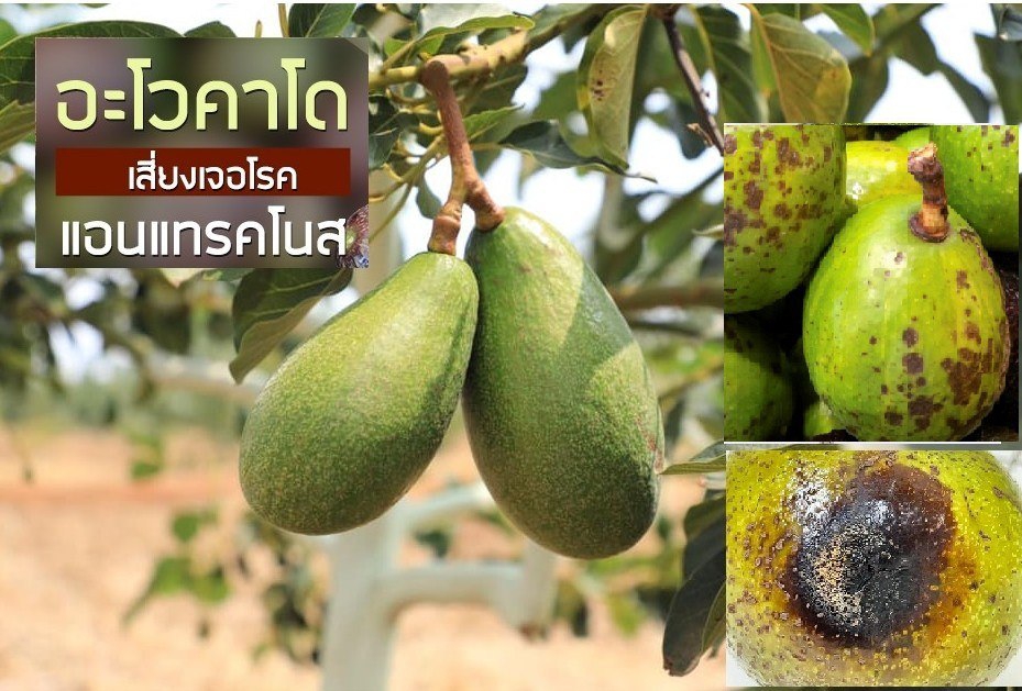ระวังโรคจุดดำหรือโรคแอนแทรคโนส