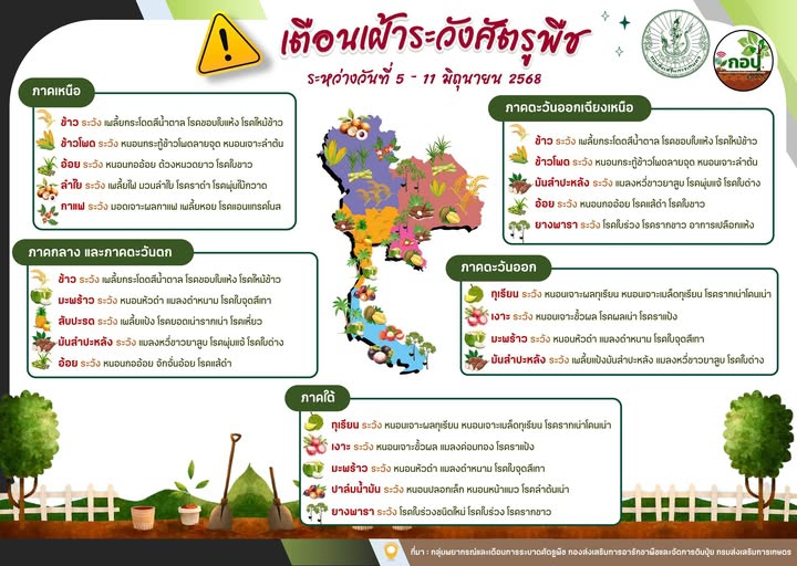 เตือน!!!!!!เฝ้าระวังการระบาดศัตรูพืช