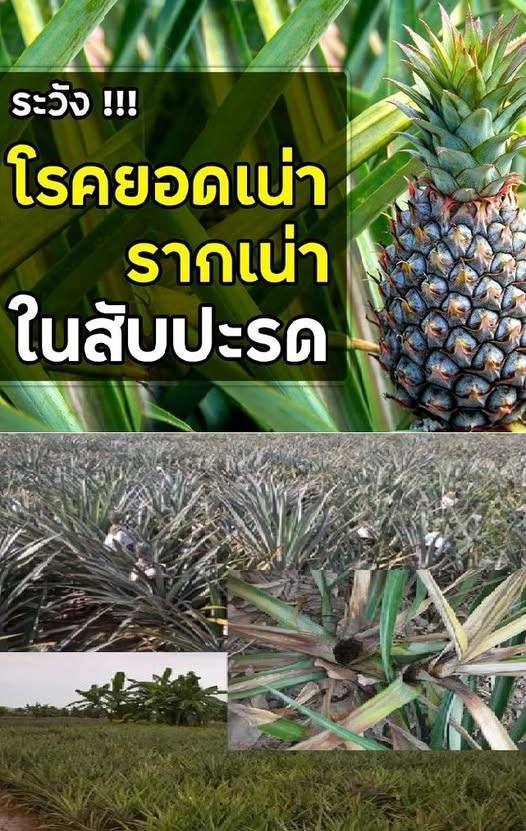 ระวัง!  โรคยอดเน่า รากเน่า (เชื้อรา Phytophthora spp.) ในสับปะรด