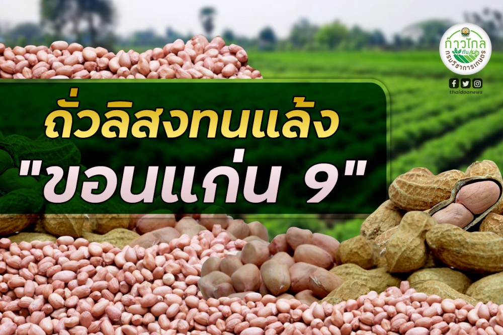 กรมวิชาการเกษตรเชียร์ชาวไร่ปลูก“ถั่วลิสงขอนแก่น