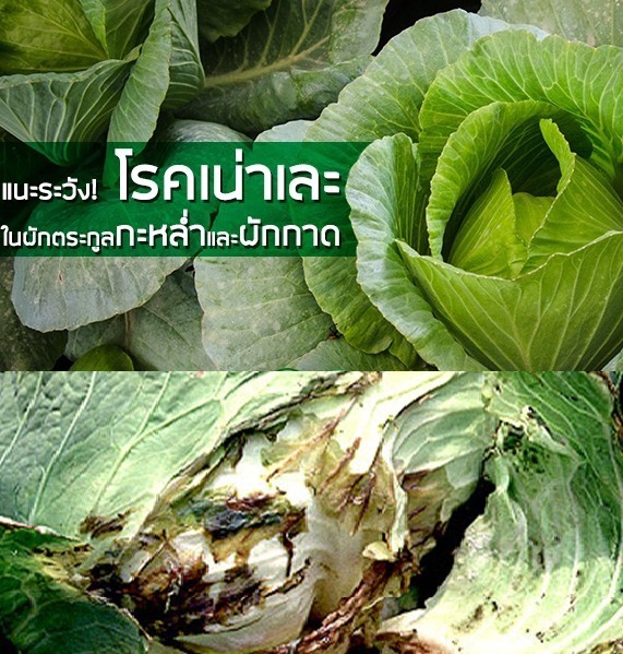 ระวัง โรคเน่าเละ