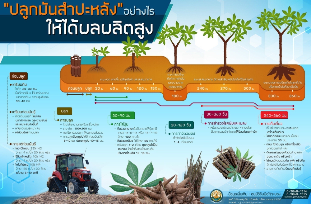 ปลูกมันสำปะหลัง อย่างไร ให้ได้ผลผลิตสูง