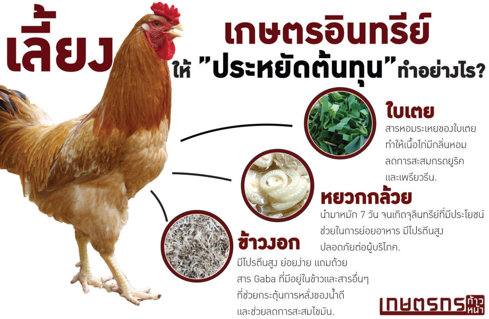 เลี้ยงไก่ เกษตรอินทรีย์ ประหยัดต้นทุน