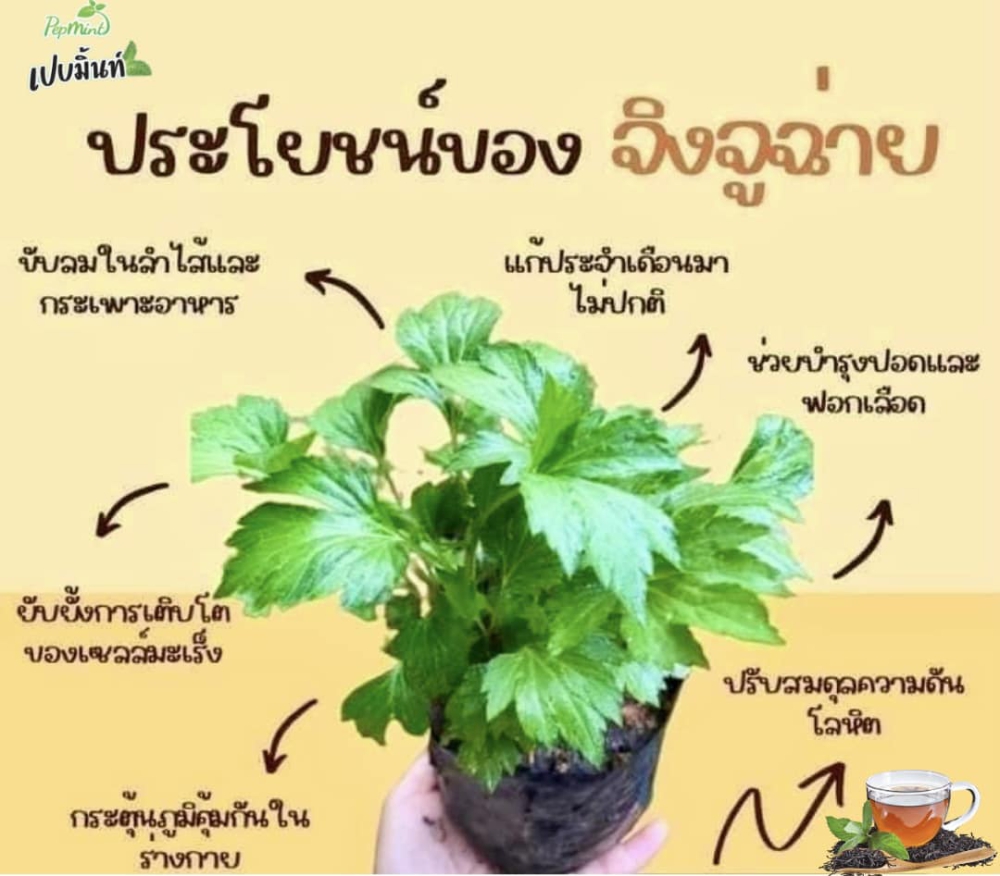 จิงจูฉ่าย