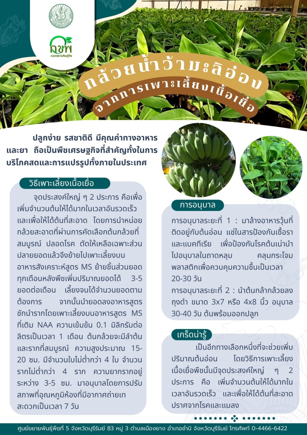 กล้วยน้ำว้ามะลิอ่องจากการเพาะเลี้ยงเนื้อเยื่อ