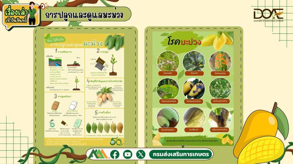การปลูกและดูแลมะม่วง