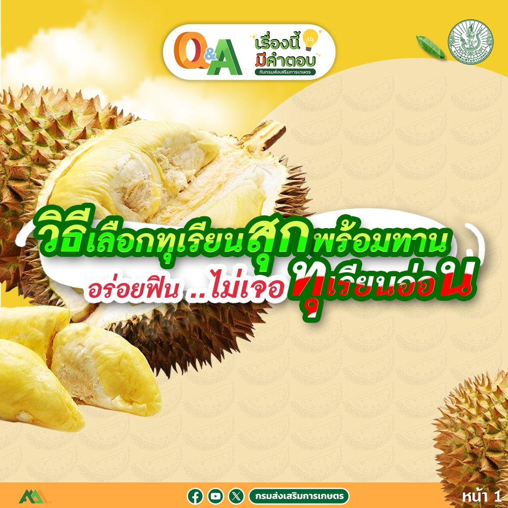 วิธีเลือกทุเรียนสุกพร้อมทาน