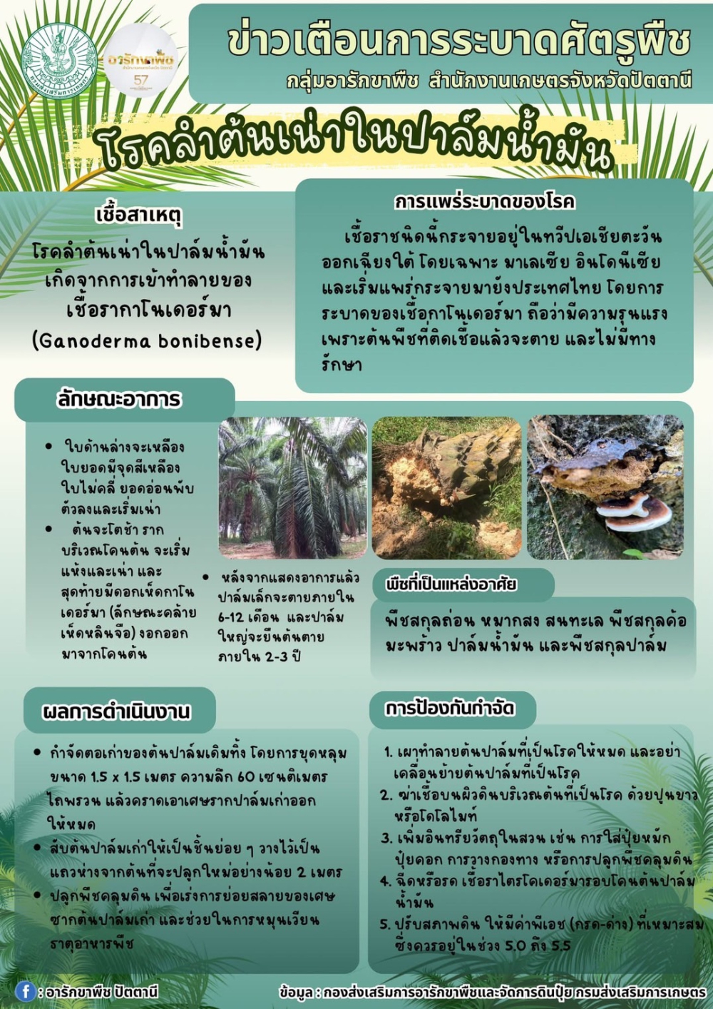 โรคลำต้นเน่าในปาล์น้ำมัน