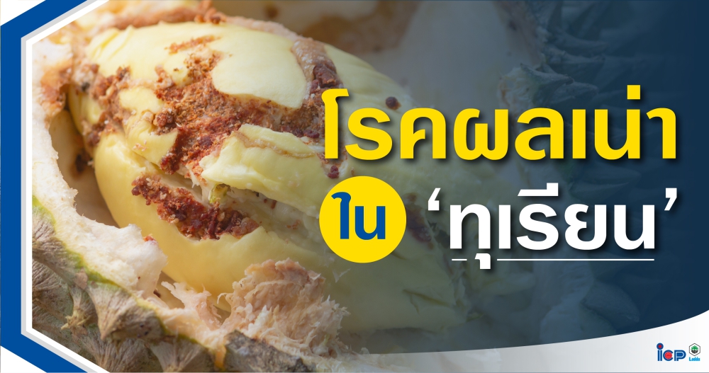 ระวัง โรคผลเน่า  ในทุเรียน