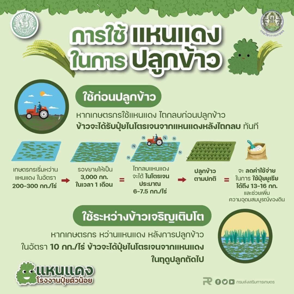 แหนแดงในนาข้าว พืชจิ๋วแต่แจ๋ว เพิ่มผลผลิต ลดต้นทุน