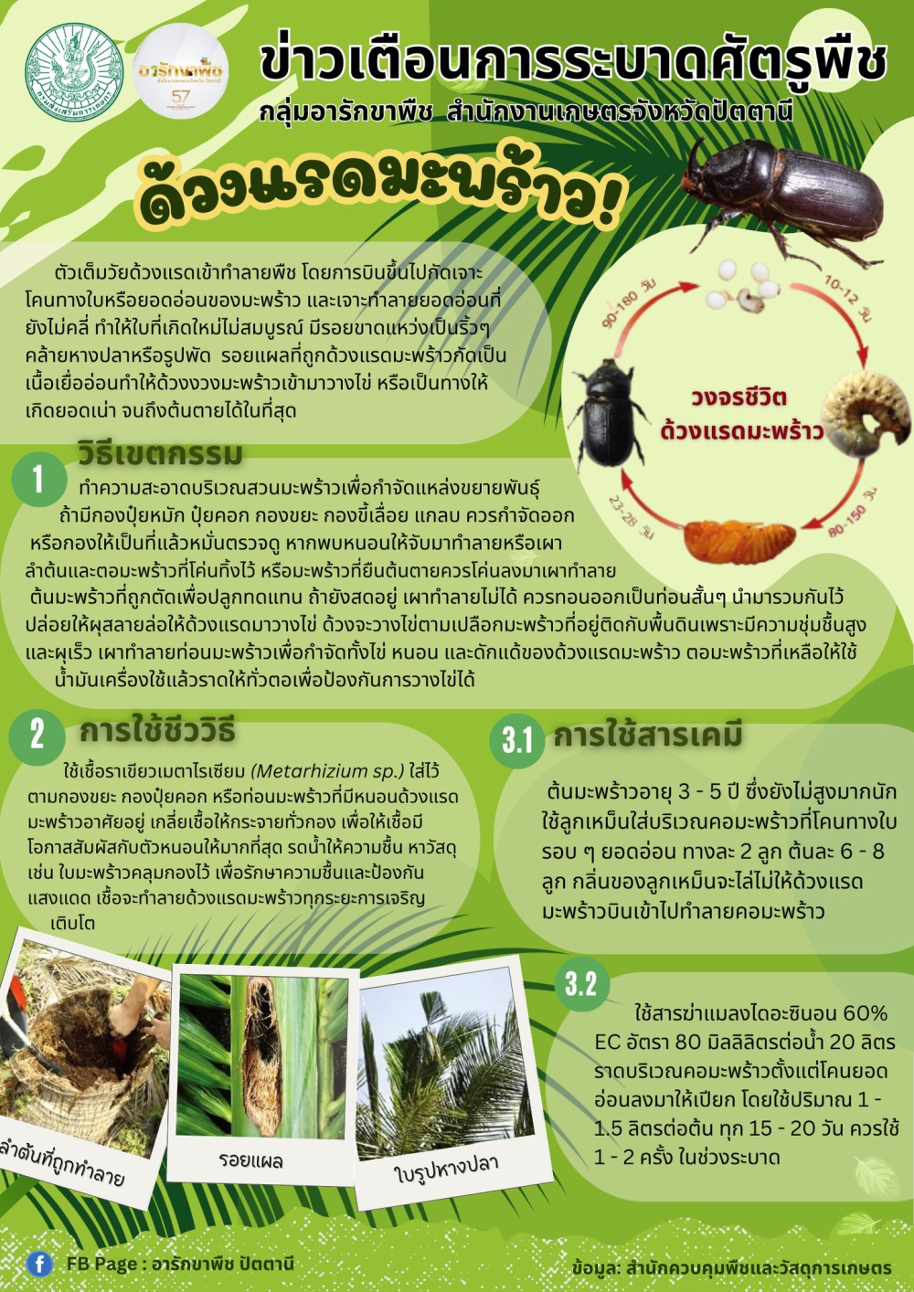 ตือนเกษตรกรผู้ปลูกมะพร้าวและพืชตระกูลปาล์มระวังด้วงแรดมะพร้าวระบาด