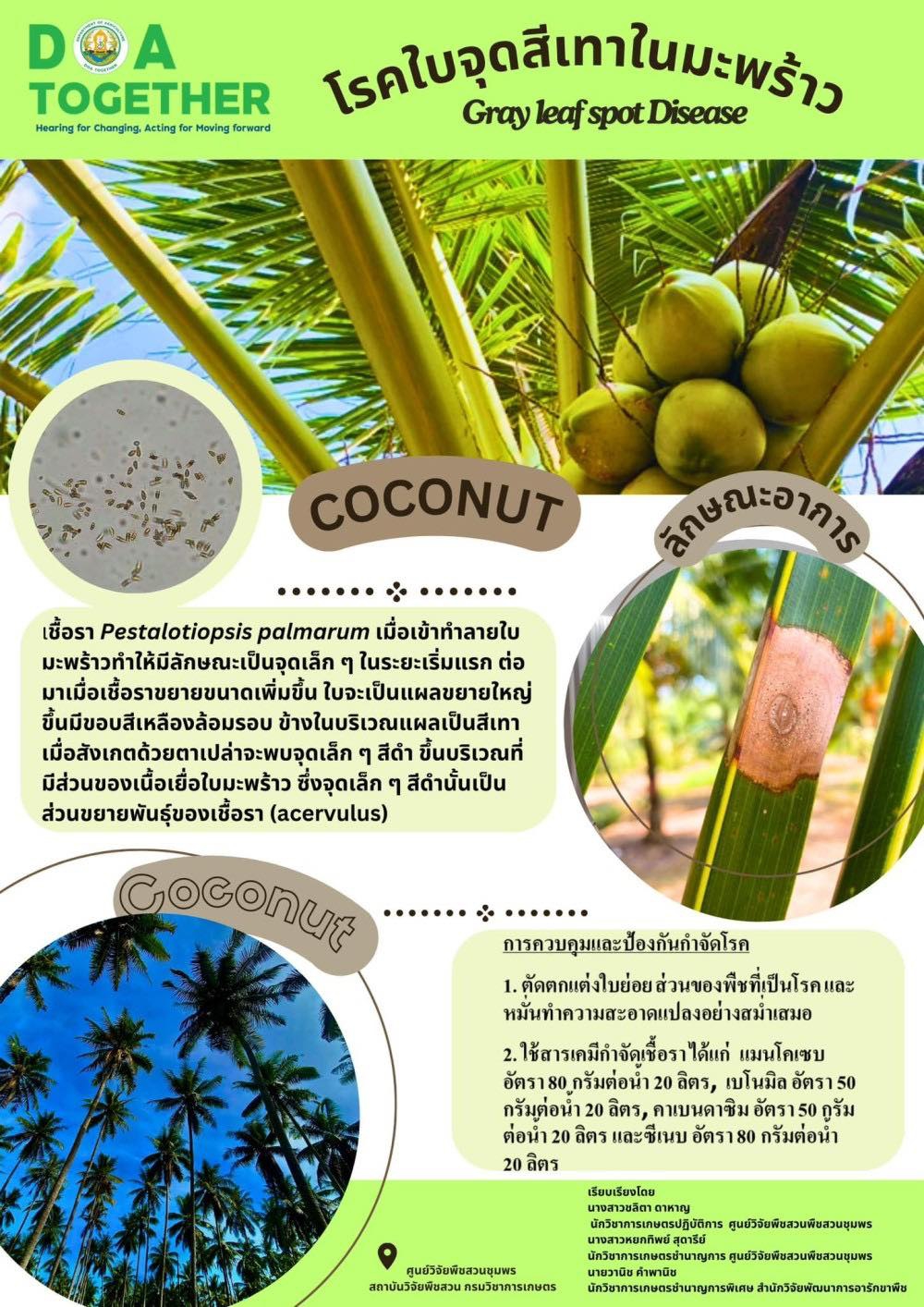 โรคใบจุดสีเทาในมะพร้าว