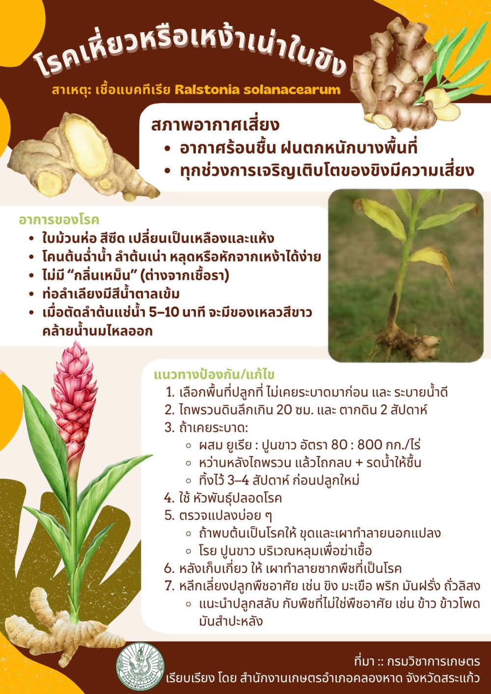 โรคเหี่ยวในขิง