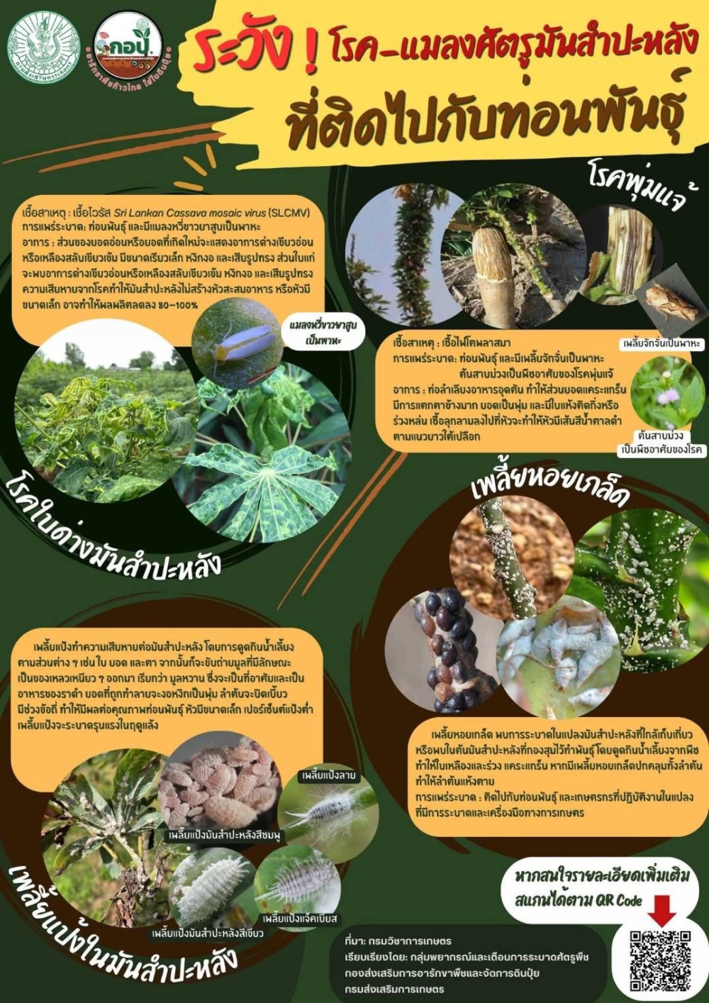 ระวังแมลงศัตรูพืช ที่ติดไปกับทีอนพันธุ์มันสำปะหลัง