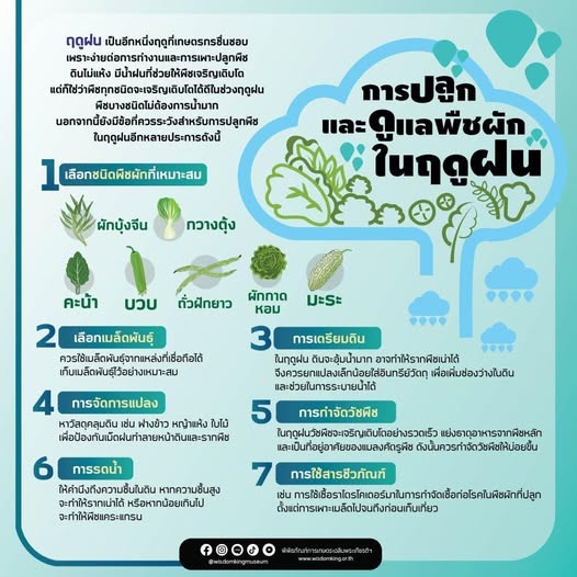 การปลูกและดูแลพืชผักในฤดูฝน