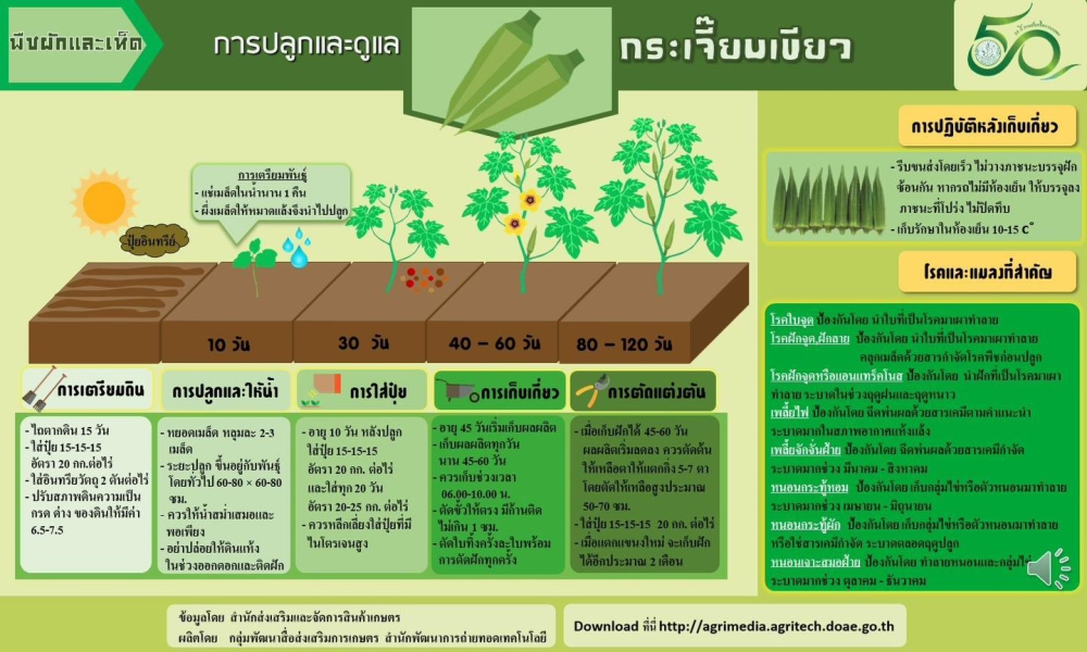 การปลูกและดูแลกระเจี๊ยบเขียว