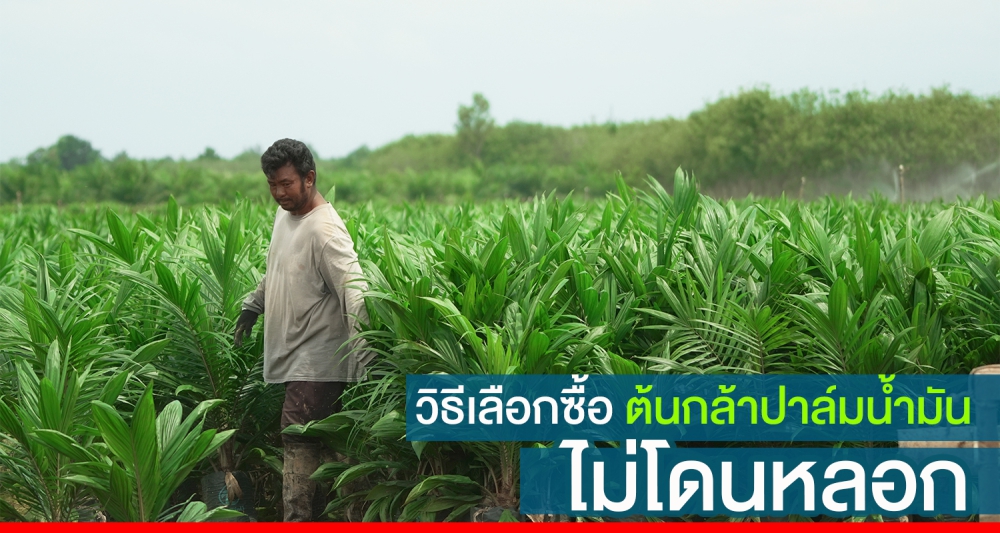 วิธีเลือกซื้อต้นกล้าปาล์มน้ำมันคุณภาพ