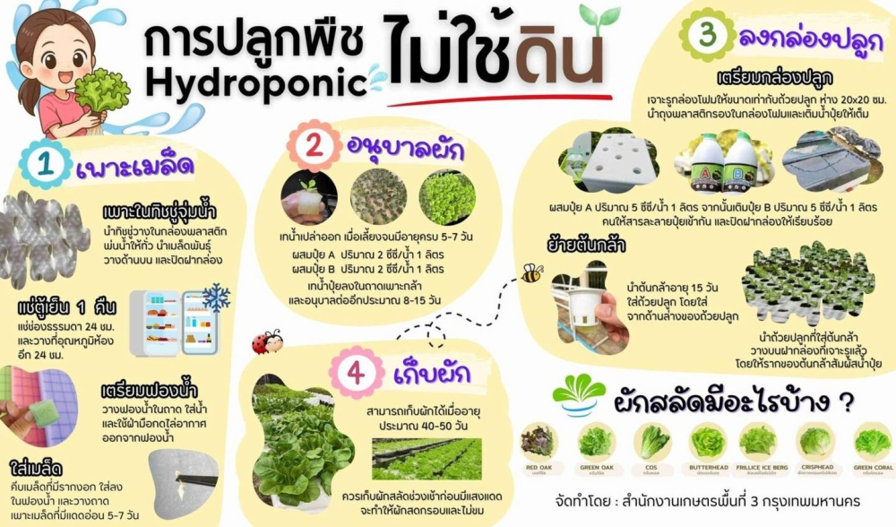 การปลูกพืชไม่ใช้ดิน Hydroponic