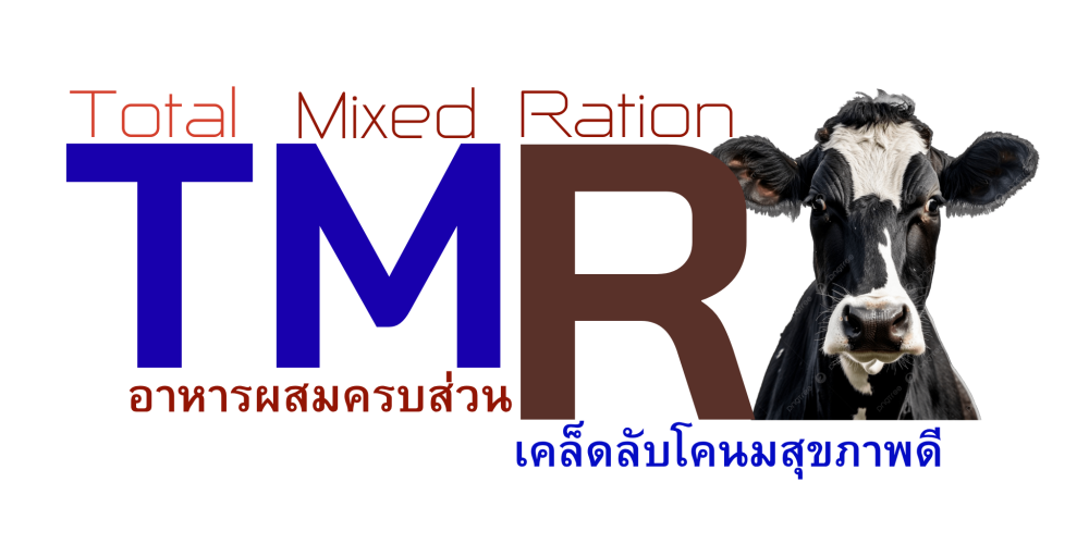 TMR อาหารผสมครบส่วน เคล็ดลับโคนมสุขภาพดี เพิ่มปริมาณนม