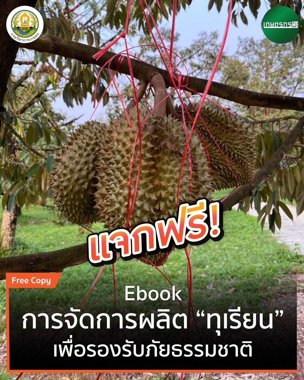 แจกฟรีเอกสารการจัดการผลิตทุเรียน