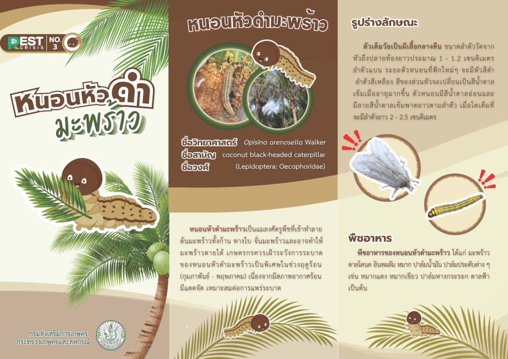 หนอนหัวดำมะพร้าว