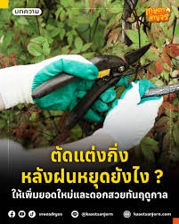 ตัดแต่งกิ่งหลังฝนหยุดยังไง