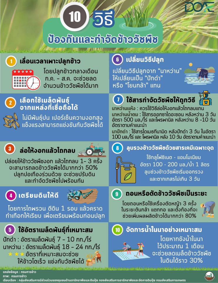 10วิธีการป้องกันกำจัดข้าววัชพืช