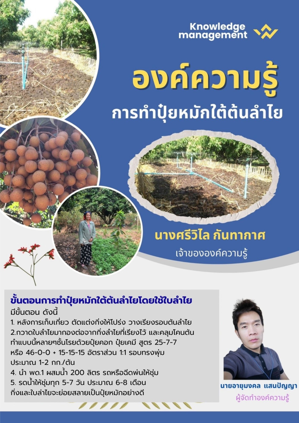 การทำปุ๋ยหมักใต้ต้นลำไยโดยใช้ใบลำไย