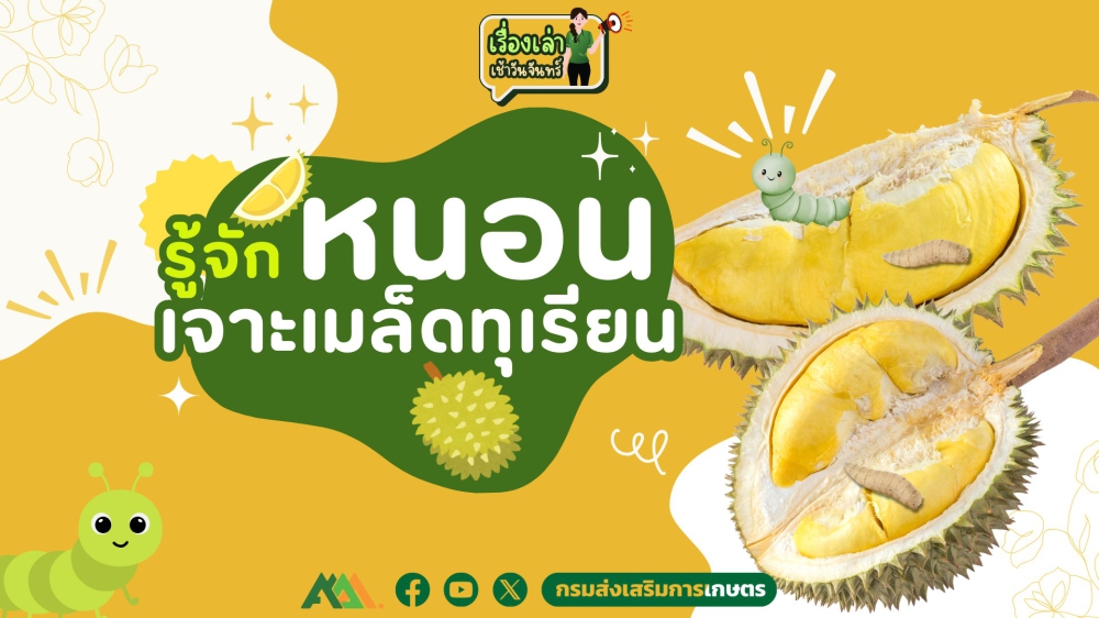 หนอนเจาะเมล็ดทุเรียน
