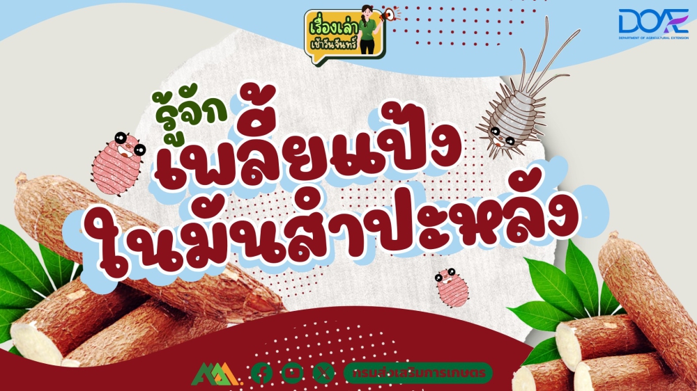 เพลี้ยแป้งในมันสำปะหลัง
