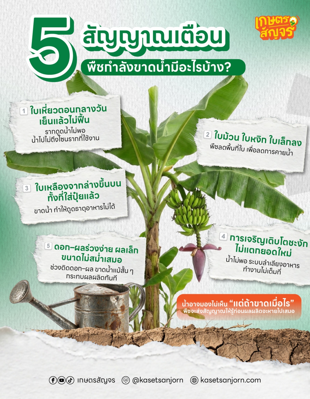 5 สัญญาณเตือน พืชกำลังขาดน้ำมีอะไรบ้าง ?