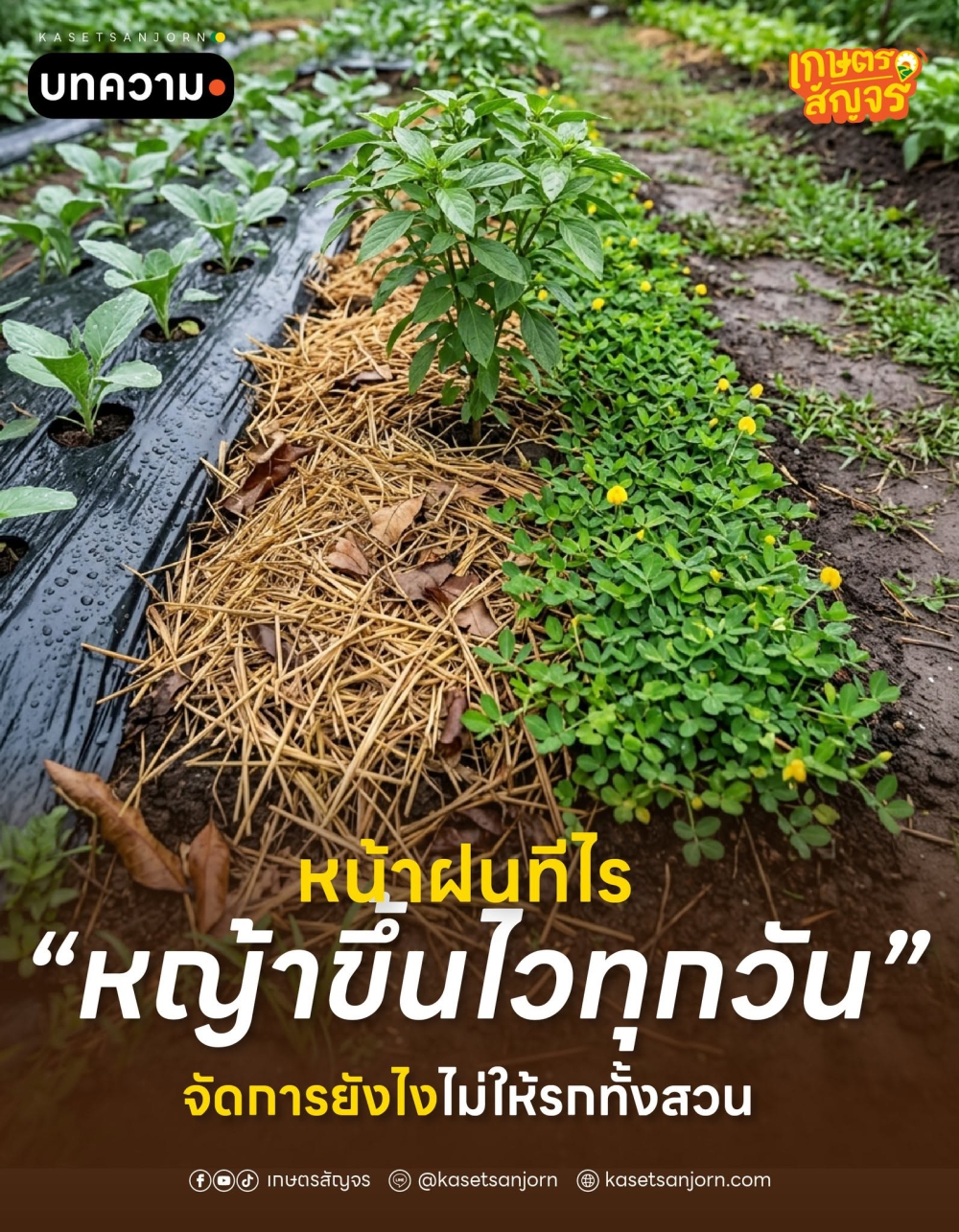 หน้าฝนทีไรหญ้าขึ้นไวทุกวัน!จัดการยังไงไม่ให้รกทั้งสวน