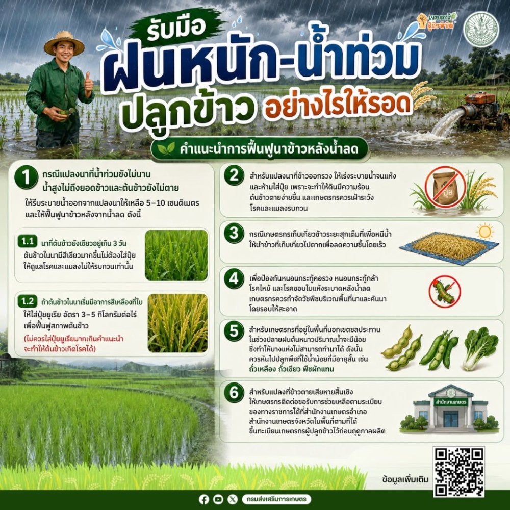 รับมือฝนหนัก–น้ำท่วม ปลูกข้าวอย่างไรให้รอด