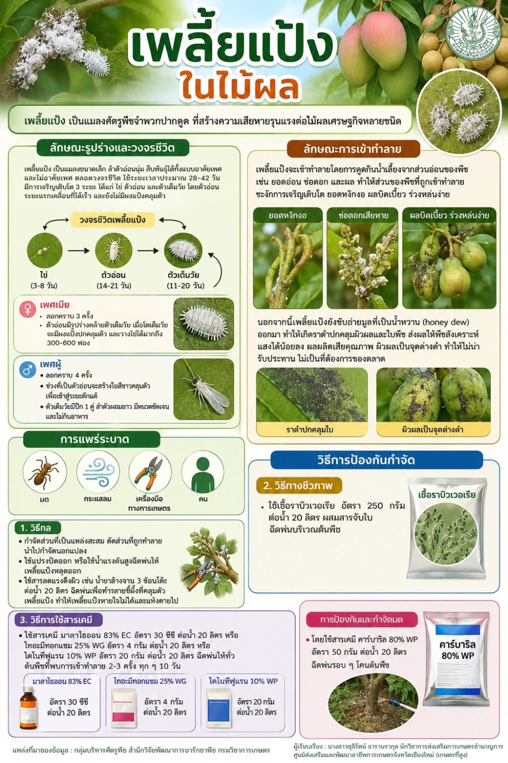 เกษตรที่สูงเชียงใหม่ให้ความรู้  เพลี้ยแป้งในไม้ผล