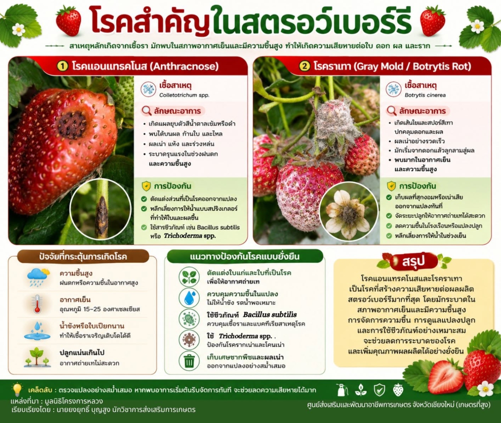 รู้ทันโรคสำคัญในสตรอว์เบอร์รี