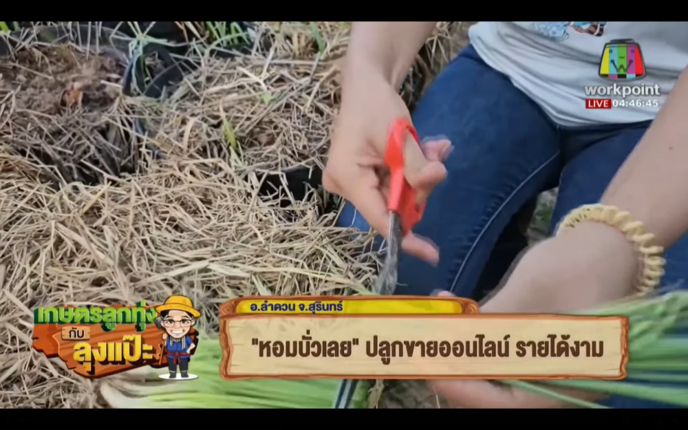 สาวเมืองช้างปลูกหอมบั่วเลย