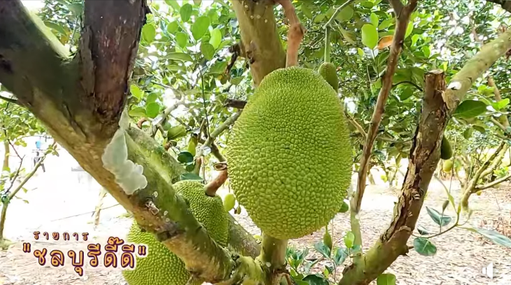 ขนุนหนองเหียง อำเภอพนัสนิคม จังหวัดชลบุรี