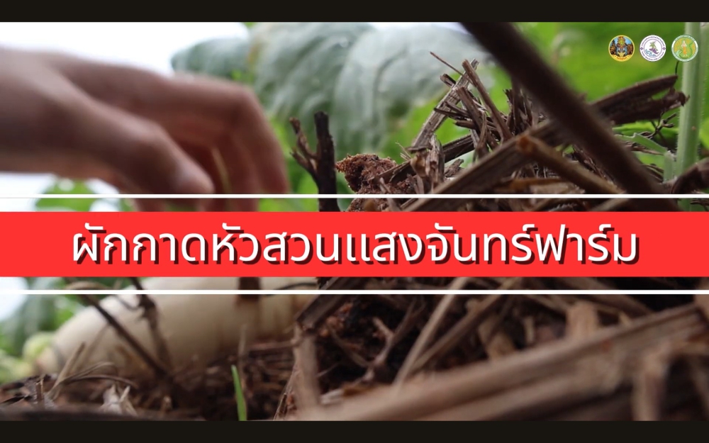 เคล็ดลับยกระดับปลูกผักกาดหัวหวาน