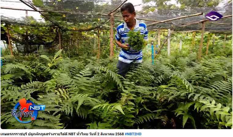 ผักกูด ปลูกง่ายตายยาก : มหาอำนาจบ้านนา