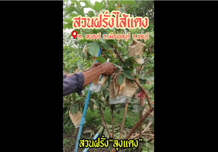 ฝรั่งไส้แดง