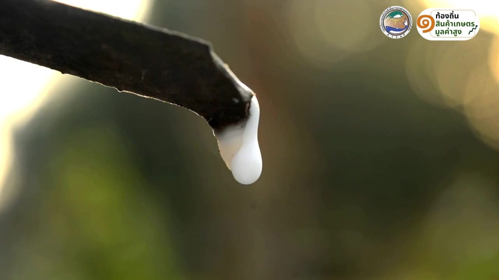 กล้วยหอมทองพัทลุง