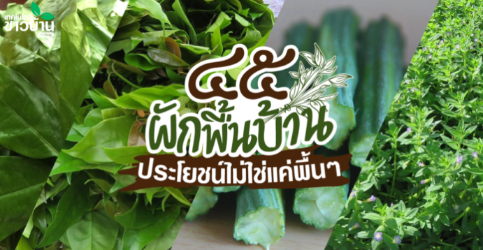“45ผักพื้นบ้าน”ประโยชน์ไม่ใช่แค่พื้นๆ
