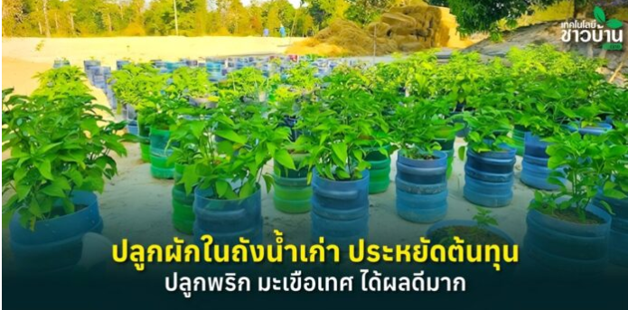 ปลูกผักในถังน้ำเก่า ประหยัดต้นทุน