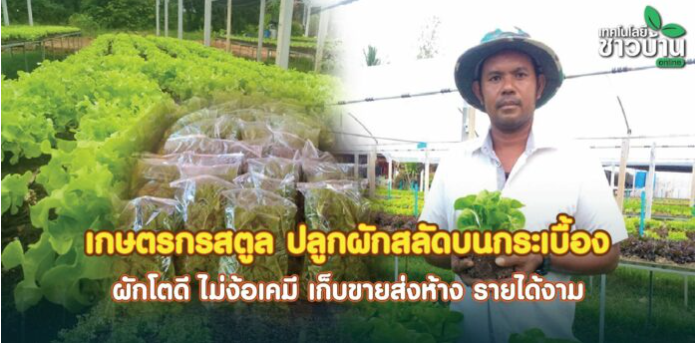 เกษตรกรสตูลปลูกผักสลัดบนกระเบื้อง