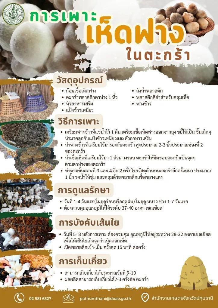 การเพาะเห็ดฟางในตะกร้า.