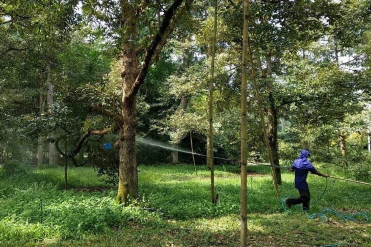 วิเคราะห์ดินปลูก“ทุเรียน”ช่วยลดการใช้ปุ๋ยได้