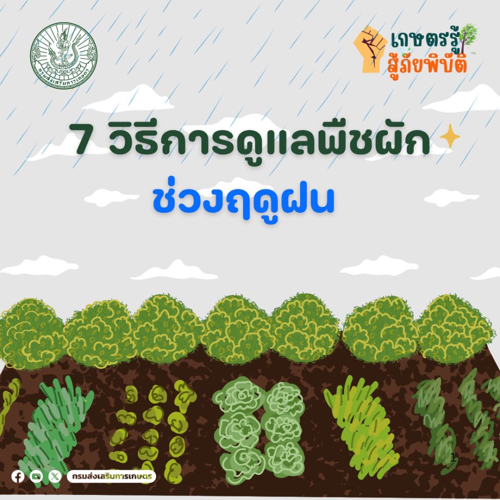 กรมส่งเสริมการเกษตร แนะ 7 วิธีการดูแลพืชผักช่วงฤดูฝน